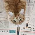 Британский кот обогнал аналитиков по точности финансовых прогнозов